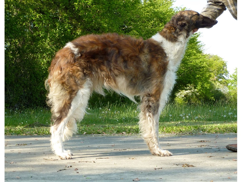 Dachka Homierovitch boldareffchino