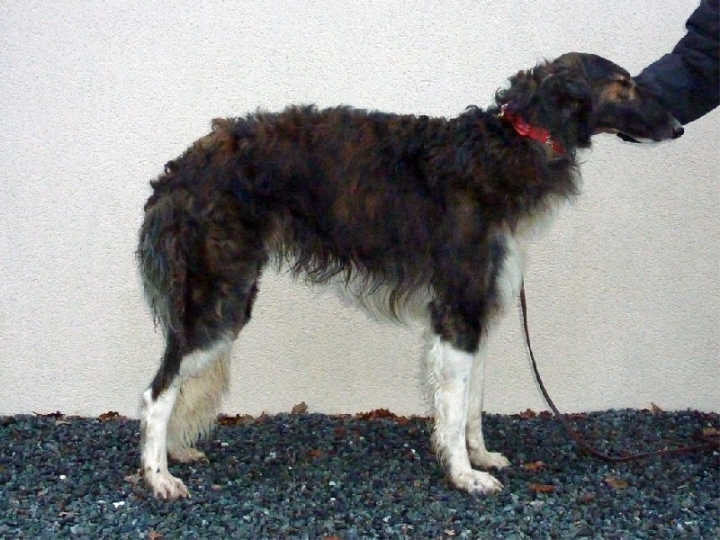 Exellov Homierovitch boldareffchino
